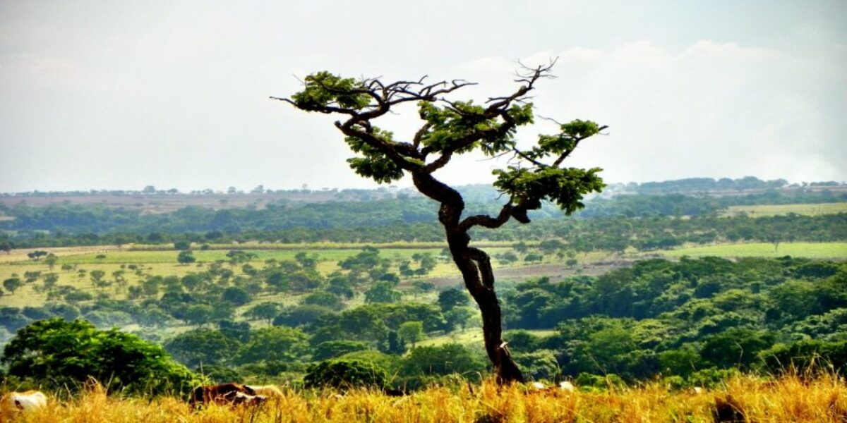 Programa de Pagamento por Serviços Ambientais Cerrado em Pé: Tudo o que Você Precisa Saber