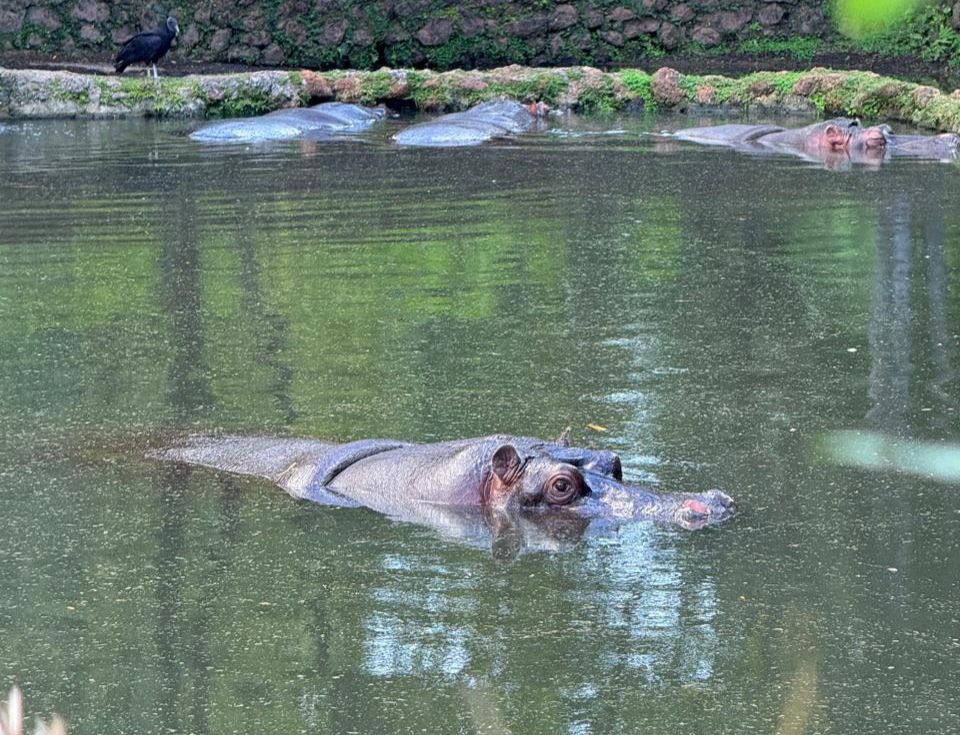 Hipopótamos do Zoológico de Goiânia Saboreiam Pamonhas Juninas
