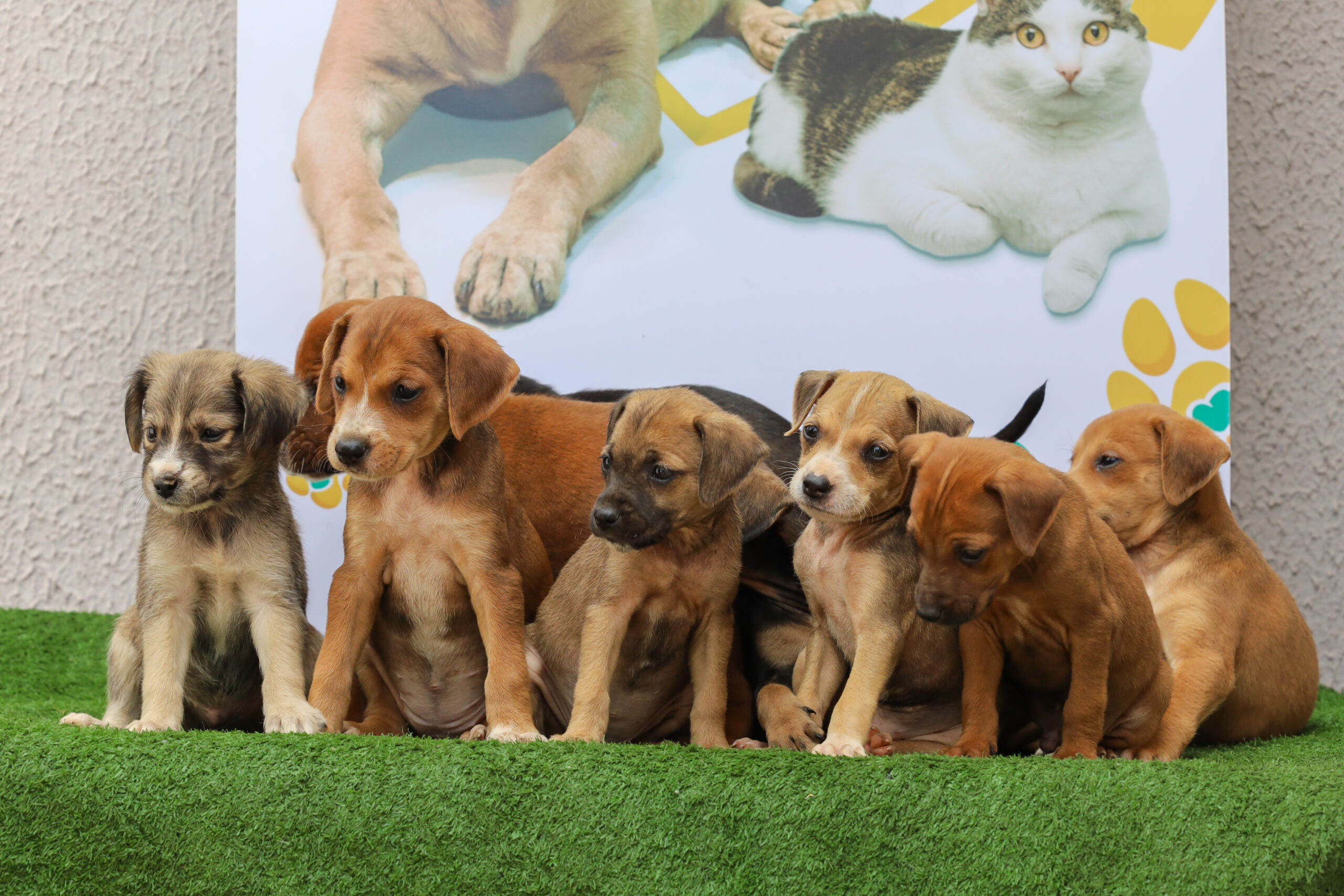 Feira de adoção de cães e gatos acontece neste sábado em Aparecida de Goiânia