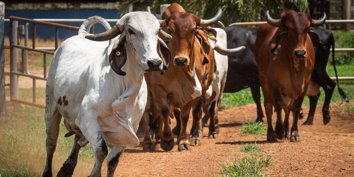 Produtores em alerta: observe sinais de febre aftosa