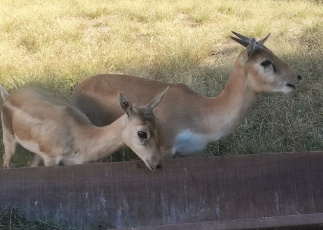 Zoológico de Goiânia ganha três novos moradores
