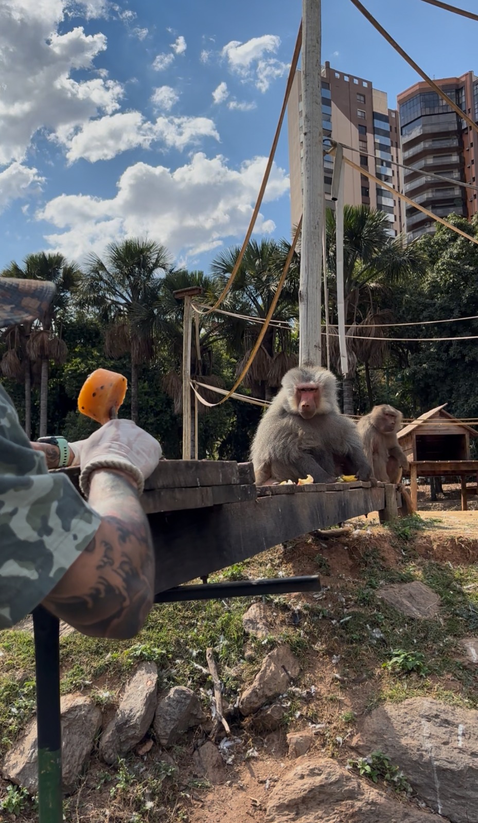 Zoológico de Goiânia reforça bem-estar animal durante calor e seca