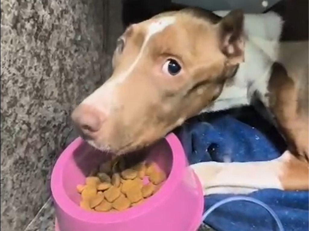 Pitbull resgatada de maus-tratos em Aparecida morre durante tratamento