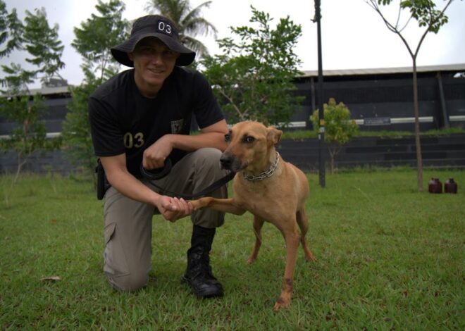 PMGO lança projeto pioneiro de adestramento e adoção de cães de rua