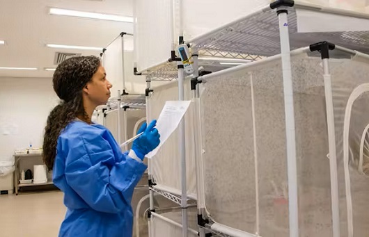 Aparecida de Goiânia discute implantação do Wolbachia para controlar Aedes aegypti