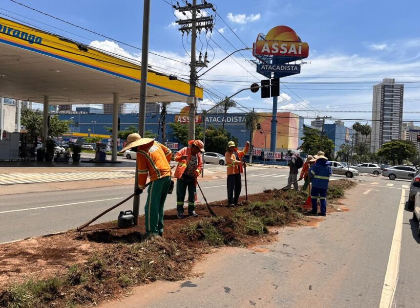 AVENIDA D, cartão-postal de Goiânia, recebe 89 árvores e mais de mil metros de gramado