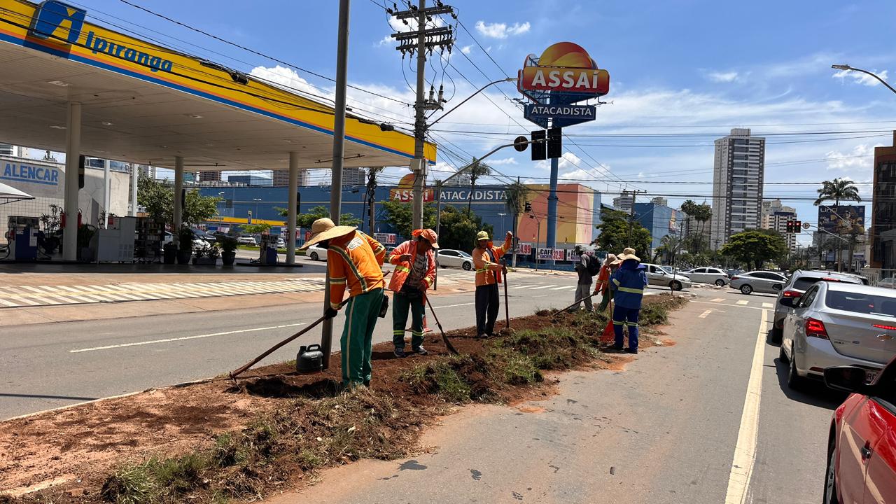 AVENIDA D, cartão-postal de Goiânia, recebe 89 árvores e mais de mil metros de gramado