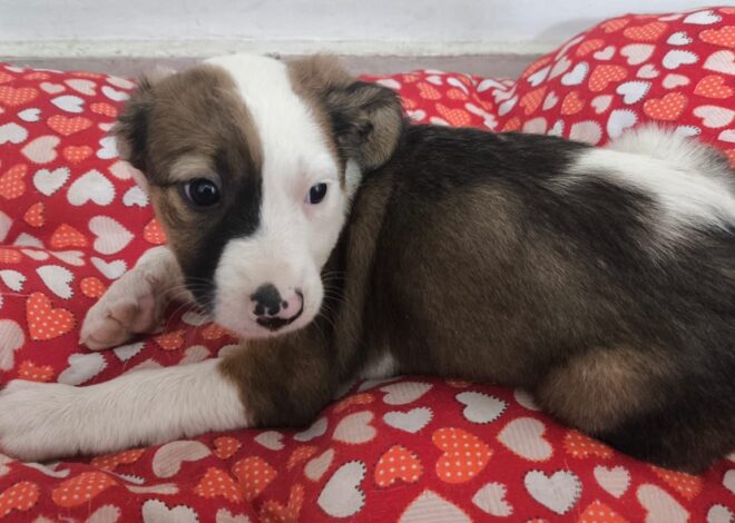 Prefeitura de Aparecida promove nova edição do evento de adoção “Deu Match com Meu Pet” neste sábado