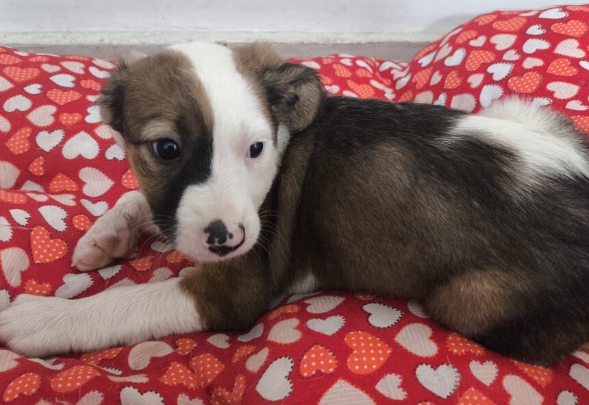 Prefeitura de Aparecida promove nova edição do evento de adoção “Deu Match com Meu Pet” neste sábado