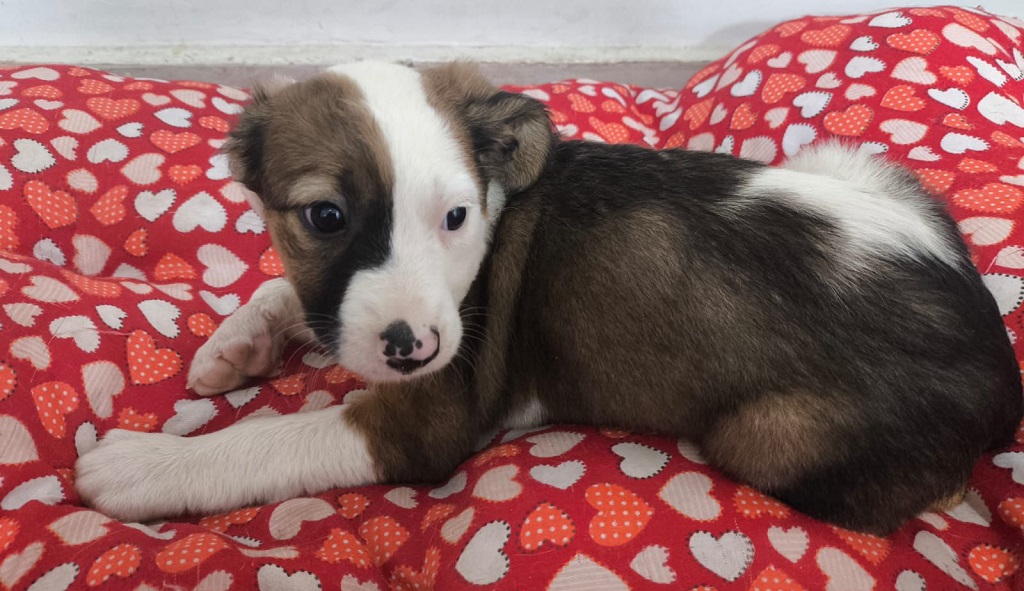 Prefeitura de Aparecida promove nova edição do evento de adoção “Deu Match com Meu Pet” neste sábado