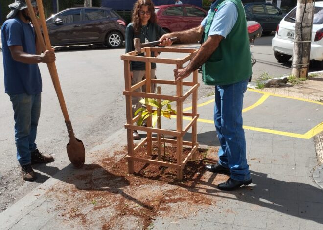Programa Goiânia + Verde facilita plantio de árvores em calçadas