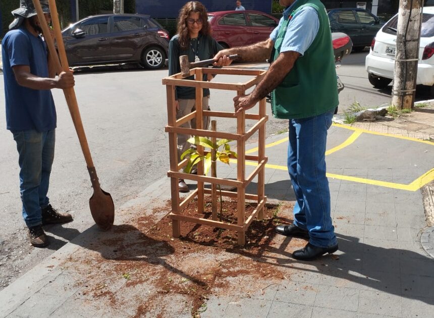 Programa Goiânia + Verde facilita plantio de árvores em calçadas