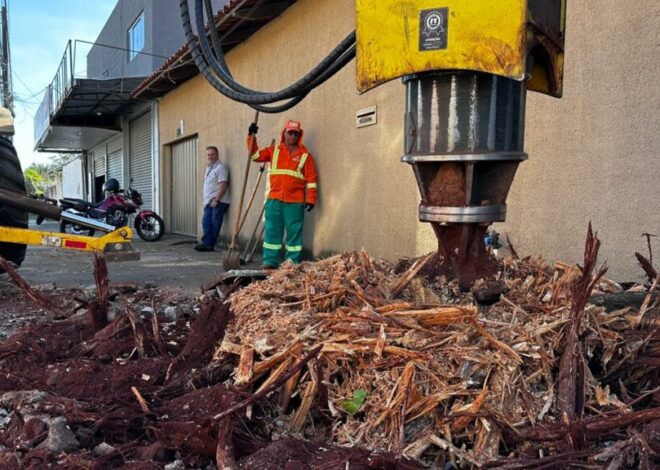 Comurg realiza até dez remoções de raízes por dia em Goiânia e orienta sobre como solicitar o serviço