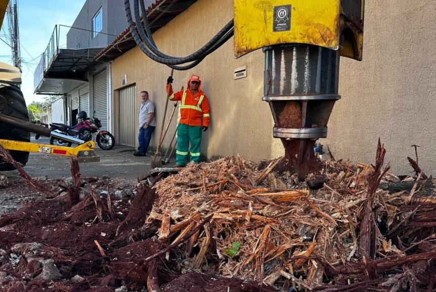 Comurg realiza até dez remoções de raízes por dia em Goiânia e orienta sobre como solicitar o serviço