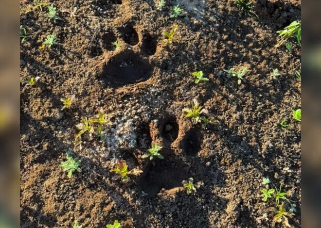 Pegadas de onça-pintada são encontradas em praia próxima a acampamentos no Araguaia
