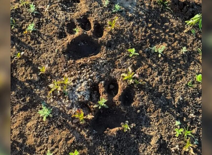 Pegadas de onça-pintada são encontradas em praia próxima a acampamentos no Araguaia