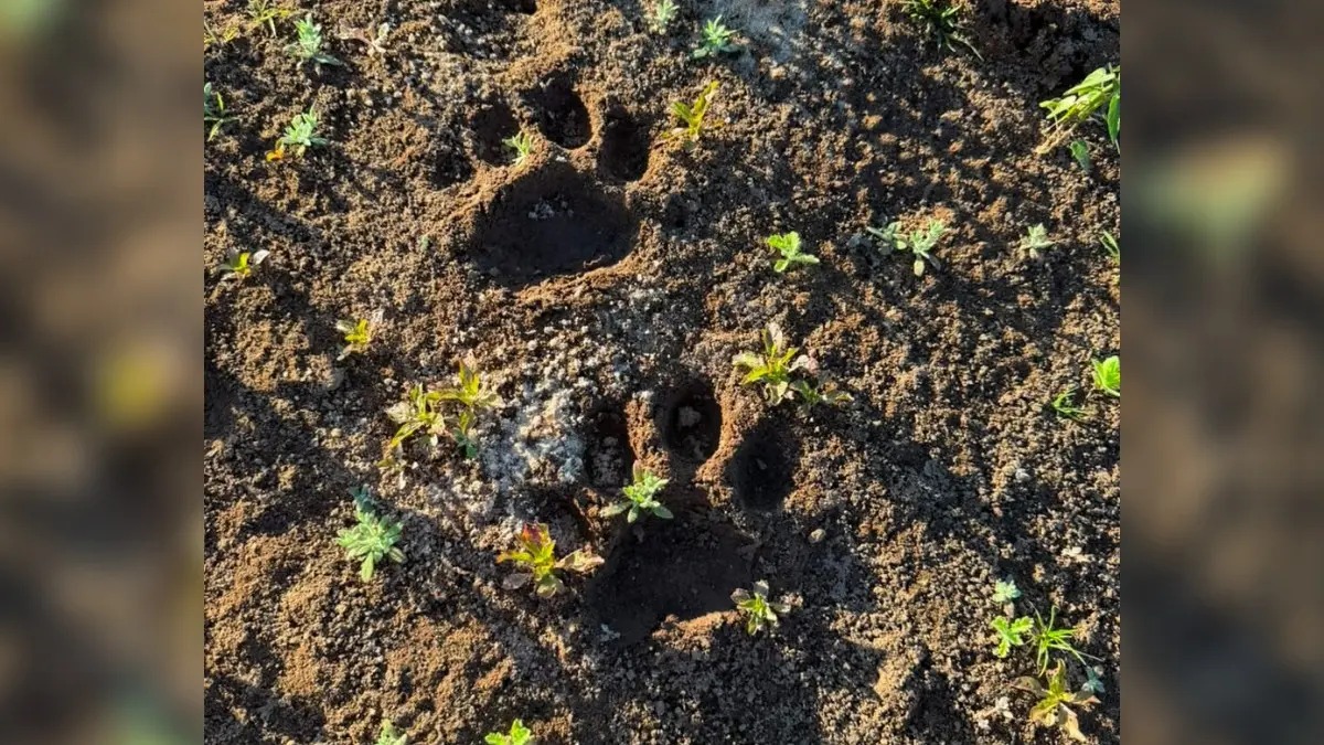 Pegadas de onça-pintada são encontradas em praia próxima a acampamentos no Araguaia
