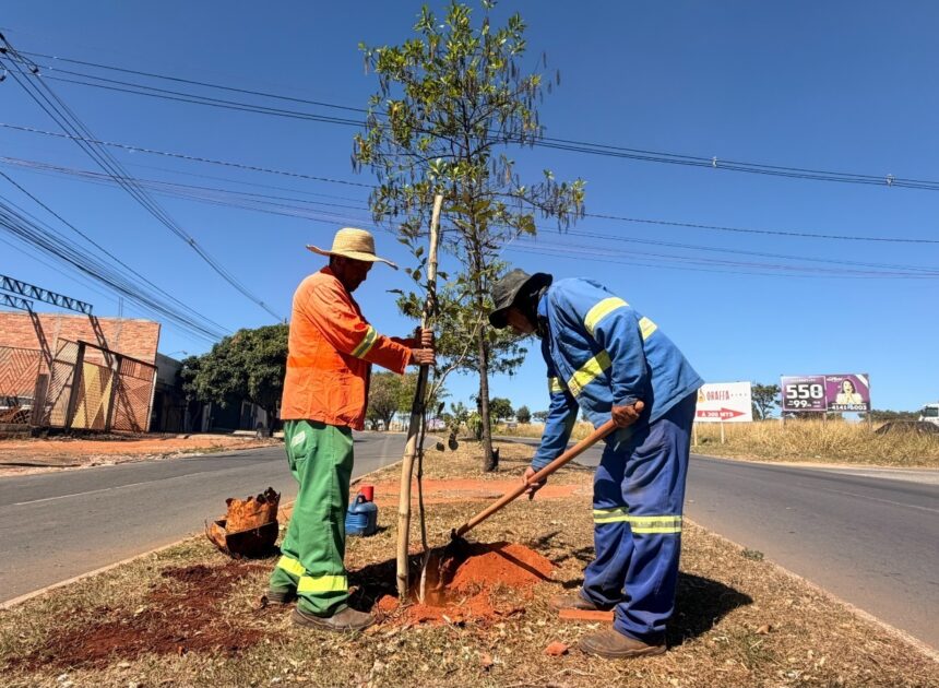 Comurg planta 156 mudas de árvores em bairros da capital e amplia arborização urbana