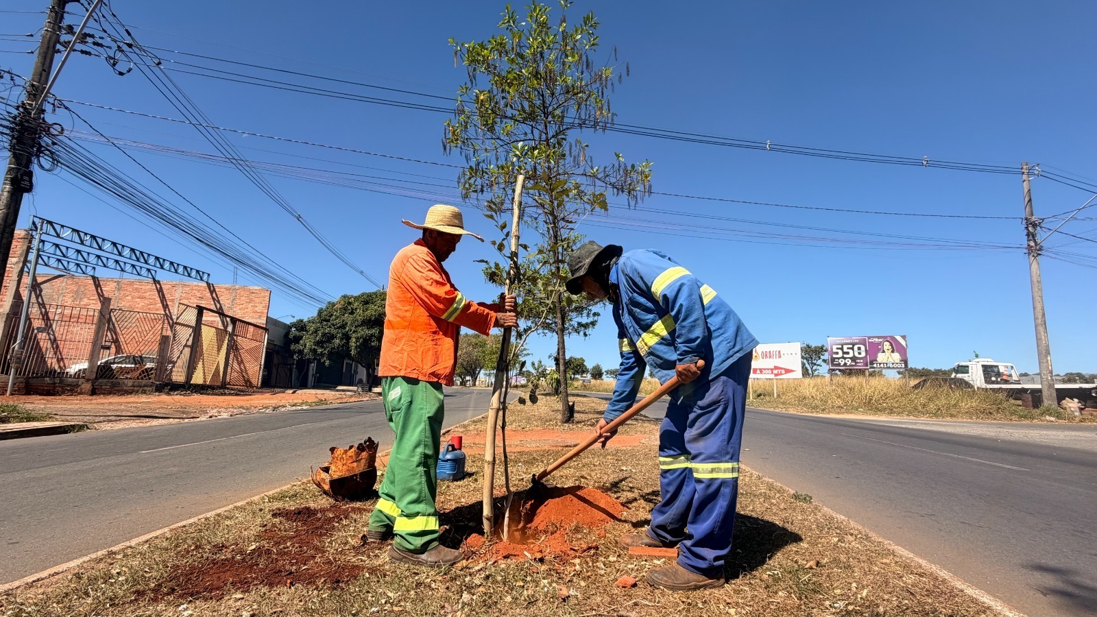Comurg planta 156 mudas de árvores em bairros da capital e amplia arborização urbana