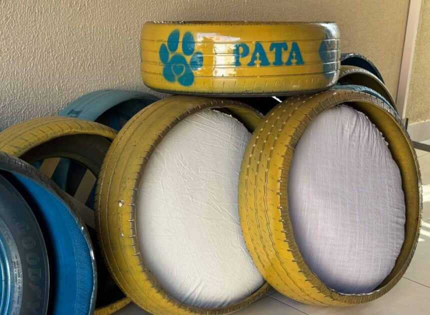 Prefeitura de Aparecida amplia ações do PATA com distribuição de camas sustentáveis para cães adotados